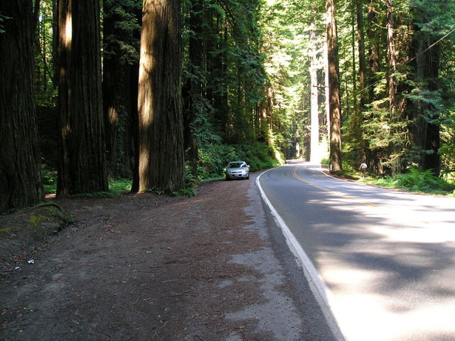 Giant Redwoods USA, Giant Redwoods California, Giant Redwoods USA