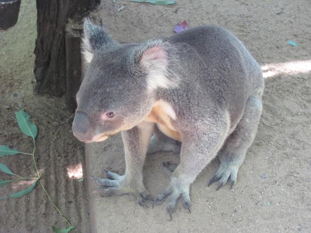 koala little live pets