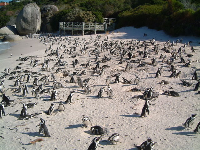 Boulders Beach South Africa, Boulders Beach Cape Town, Penguin Beach Cape Town, Penguin Beach South Africa, Africa Penguins Beach