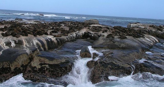 Duiker Island South Africa