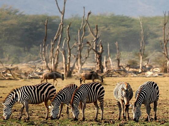 Lake Manyara Tanzania