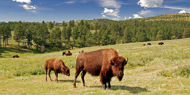 Custer State Park USA