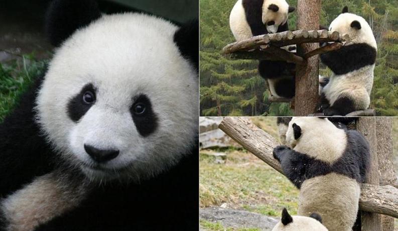 Wolong Nature Reserve (Pandas) - World Easy Guides