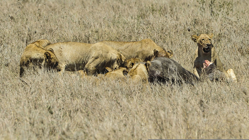 Lions Serengeti